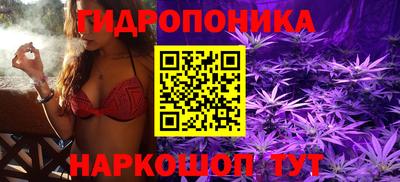 крисы Кингисепп